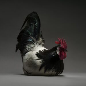 Rooster Lakenfeld