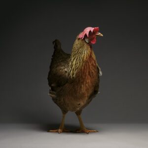 Rooster Leghorn