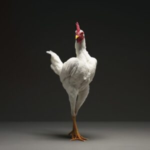 Rooster Modern English Game Fowl