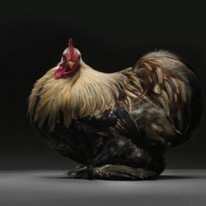 Rooster Pekin Bantam
