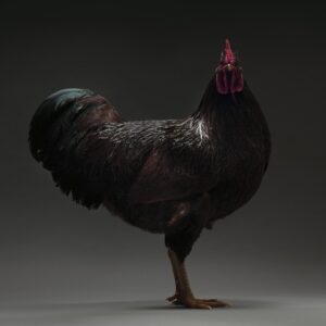 Rooster Rhode Island