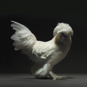 Rooster Sultano