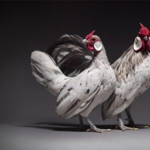 Rosecomb Bantam Splash Couple
