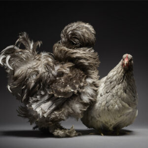 Satin Blu And Orpington Bantam Splash Couple