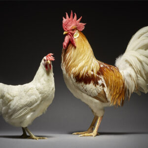 Siciliana And Leghorn Couple
