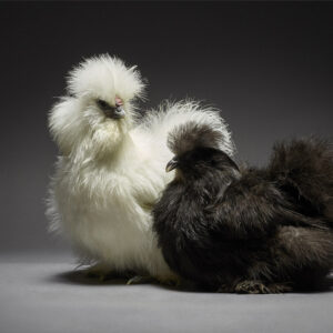 Silkie Couple
