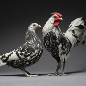 Silver Hamburg Couple