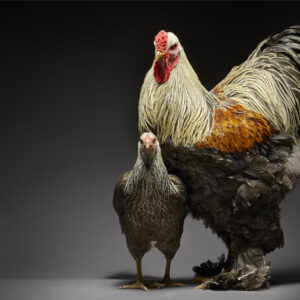 Silver Krainekoppe And Brahma Silver-Orange Couple