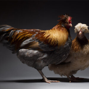 Sulmtaler Couple