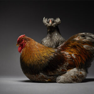 Wyandotte And Araucana Couple